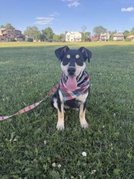 Sloan -  Rottweiler Dog for Adoption in Denver, Colorado - Sloan | PetCurious