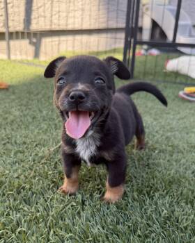 Zoey -  Chihuahua and Mixed Breed Dog for Adoption in Henderson, Nevada - Zoey | PetCurious
