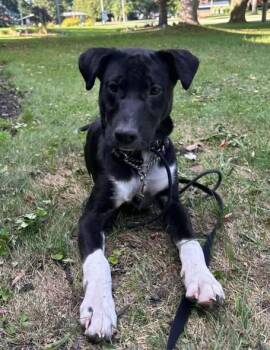 Guiness -  Mixed Breed Dog for Adoption in Kitchener, Ontario - Guiness | PetCurious