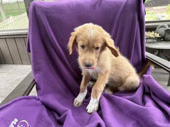 Chick-Phil-A -  Great Pyrenees and Great Dane Dog for Adoption in Mundelein, Illinois - Chick-Phil-A | PetCurious