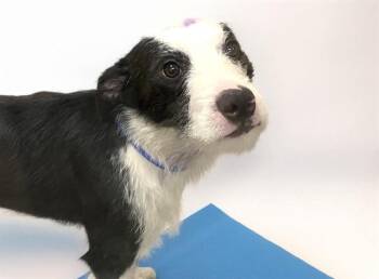 CHIMUELO -  Welsh Terrier and Mixed Breed Dog for Adoption in Fort Lauderdale, Florida - CHIMUELO | PetCurious