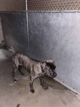 Rescue Mixed Breed Dogs for Adoption in Cincinnati, Ohio - Snipps | PetCurious