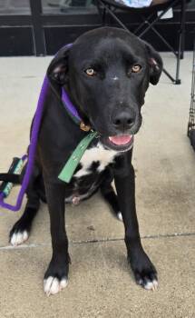 Diesel -  Black Mouth Cur and Hound Dog Available for Adoption in Livingston, Texas - Diesel | PetCurious