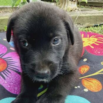 Black Labrador Retriever and Flat Coated Retriever Dogs Available for Adoption in Andover, Massachusetts - Jasper Sparkly | PetCurious
