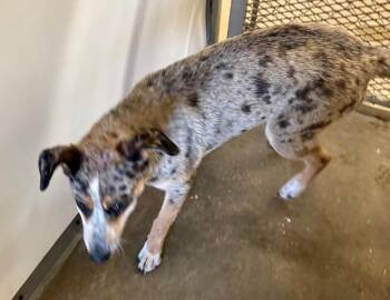 SHREK -  Catahoula Leopard Dog and Mixed Breed Dog Available for Adoption in Belton, Texas - SHREK | PetCurious