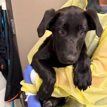 German Shepherd Dog and Mixed Breed Dogs Available for Adoption in Ontario, California - KRYPTO | PetCurious