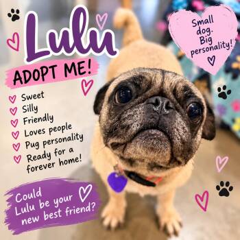 Duchess Lulu Pugglington -  Pug Dog for Adoption in North Vernon, Indiana - Duchess Lulu Pugglington | PetCurious