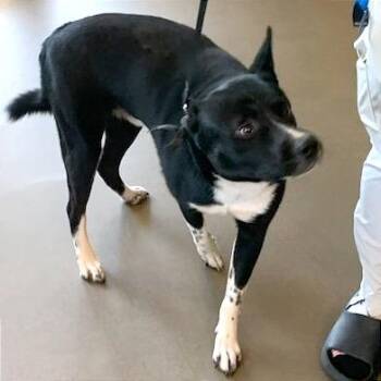 Tower -  Mixed Breed Dog for Adoption in Asheville, North Carolina - Tower | PetCurious