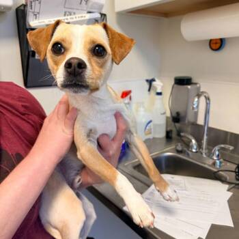 Pony Boy -  Chihuahua and Mixed Breed Dog for Adoption in Rifle, Colorado - Pony Boy | PetCurious