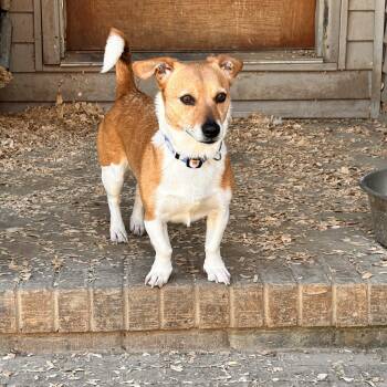 Corgi Dogs Available for Adoption in Greenfield, Tennessee - Prudence Aka Pru  | PetCurious