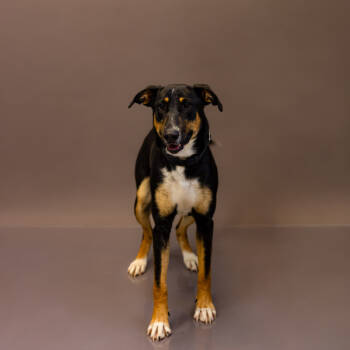 Rescue Labrador Retriever Dogs for Adoption in Lawrenceville, Georgia - Pen 160c Mary | PetCurious