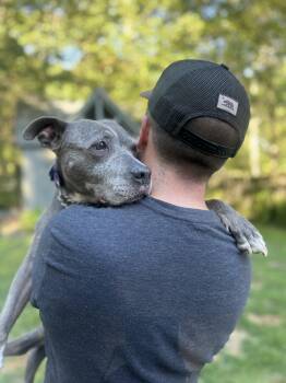 Rescue Pit Bull Terrier Dogs for Adoption in Patchogue, New York - Halo | PetCurious