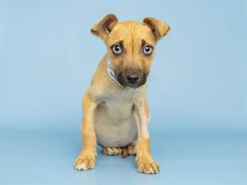 Labrador Retriever and Mixed Breed Dogs Available for Adoption in Phoenix, Arizona - TARA | PetCurious