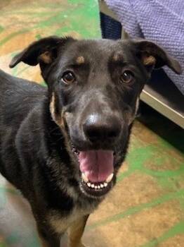 Rescue German Shepherd Dog Dogs for Adoption in Brookhaven, Mississippi - Phoenix 24 | PetCurious