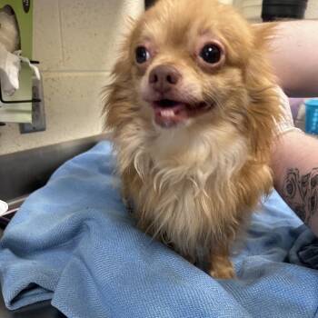 Vince -  Mixed Breed Dog for Adoption in Asheville, North Carolina - Vince | PetCurious