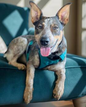 Rescue Australian Cattle Dog Blue Heeler Dogs for Adoption in Lisbon, Iowa - Zipp | PetCurious