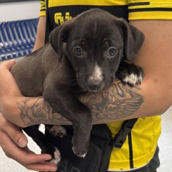 Spanky -  Terrier and Chihuahua Dog for Adoption in Des Moines, Iowa - Spanky | PetCurious