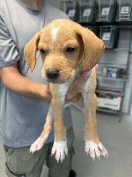 Onyx -  Mixed Breed Dog for Adoption in Savannah, Georgia - Onyx | PetCurious