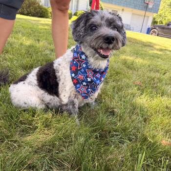 Oreo -  Havanese and Poodle Dog for Adoption in Thornwood, New York - Oreo | PetCurious