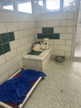 Rescue Siberian Husky and Akita Dogs for Adoption in Houston, Texas - SHERLOCK | PetCurious