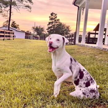 Zulu -  Catahoula Leopard Dog Dog for Adoption in Grand Bay, Alabama - Zulu | PetCurious