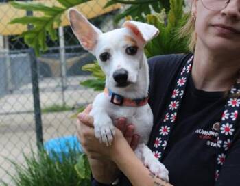 Bonnie Lou -  Chihuahua and Dachshund Dog for Adoption in Brunswick, Georgia - Bonnie Lou | PetCurious