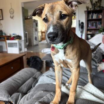 Hound Dogs Available for Adoption - Iris | PetCurious