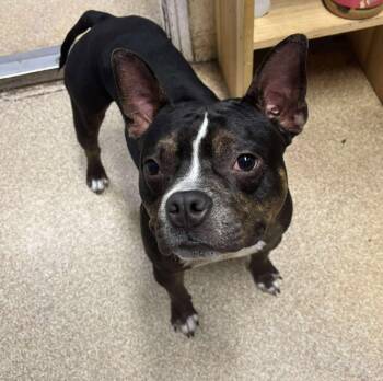 Rescue French Bulldog and Beagle Dogs for Adoption in Sunderland, Maryland - Tonto | PetCurious