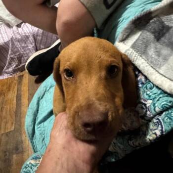 Unknown -  Mixed Breed Dog for Adoption in West Plains, Missouri - Unknown | PetCurious