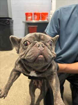 HAZEL -  French Bulldog Dog for Adoption in Woodland, California - HAZEL | PetCurious