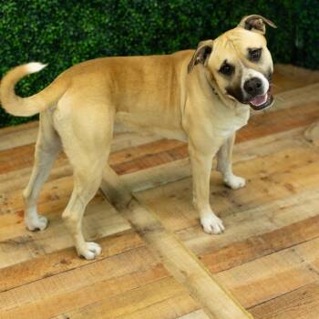 Zing (Sponsored) -  Shepherd and Pit Bull Terrier Dog for Adoption in East St. Louis, Illinois - Zing (Sponsored) | PetCurious