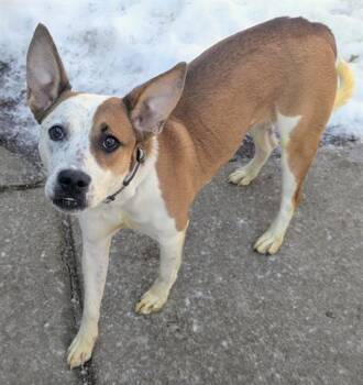Parson Russell Terrier and German Shepherd Dog Dogs Available for Adoption - DIVA | PetCurious