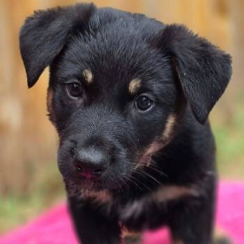 Carlton (PUPPY) -  German Shepherd Dog Dog for Adoption in Greeneville, Tennessee - Carlton (PUPPY) | PetCurious