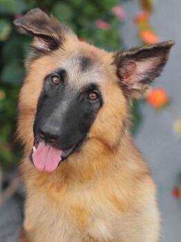 Berlin von Beilingen -  German Shepherd Dog Dog for Adoption in Los Angeles, California - Berlin Von Beilingen | PetCurious