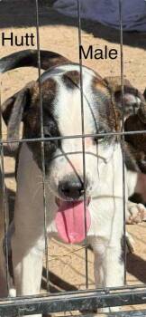 Rescue Boston Terrier Dogs for Adoption in Waunakee, Wisconsin - Hutt | PetCurious