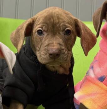 Yogurt -  Pit Bull Terrier Dog for Adoption in Naperville, Illinois - Yogurt | PetCurious