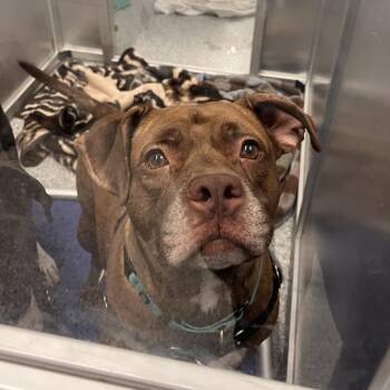 Mixed Breed Dogs Available for Adoption - Huey | PetCurious