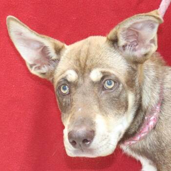 Husky and Mixed Breed Dogs Available for Adoption in Bartlett, Tennessee - Azure | PetCurious