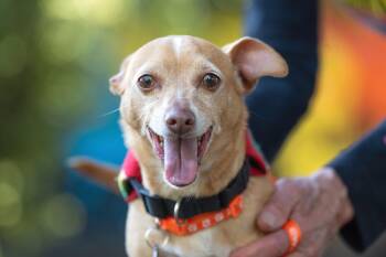 Chihuahua Dogs Available for Adoption in Santa Rosa, California - Chacha | PetCurious