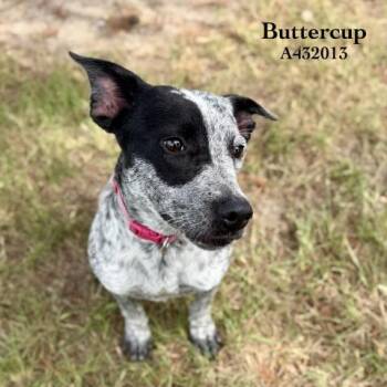 BUTTERCUP -  Australian Cattle Dog Blue Heeler and Mixed Breed Dog for Adoption in Conroe, Texas - BUTTERCUP | PetCurious