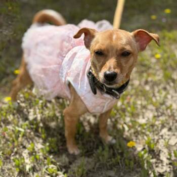 Sierra -  Chihuahua Dog Available for Adoption in St. Helena, California - Sierra | PetCurious