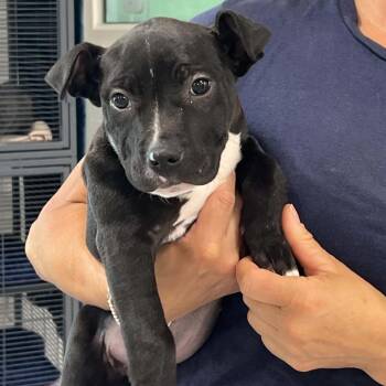 Nika -  American Staffordshire Terrier and Mixed Breed Dog for Adoption in Hampton Bays, New York - Nika | PetCurious