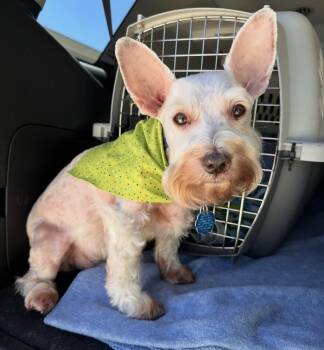 Schnauzer Dogs Available for Adoption in Washington, District Of Columbia - Frank | PetCurious