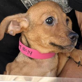 Dolly -  Chihuahua Dog for Adoption in Eureka, California - Dolly | PetCurious