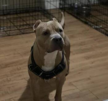 Simba -  Pit Bull Terrier and Mixed Breed Dog for Adoption in Gainesville, Florida - Simba | PetCurious
