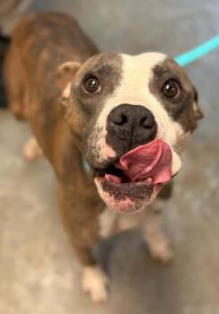 Nieve -  Pit Bull Terrier and Mixed Breed Dog for Adoption in Bowling Green, Kentucky - Nieve | PetCurious
