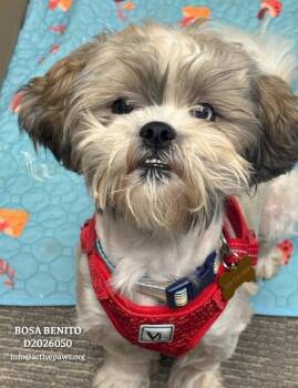 Bosa Benito -  Shih Tzu Dog for Adoption in Conroe, Texas - Bosa Benito | PetCurious