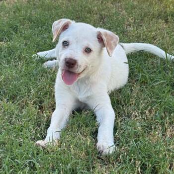 Everest -*Available 8/29*Chino Hills Location -  Shepherd and Cattle Dog Dog for Adoption in Chino Hills, California - Everest -*Available 8/29*Chino Hills Location | PetCurious