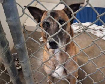 Belgian Shepherd Malinois Dogs Available for Adoption in Olathe, Kansas - MILLIE | PetCurious