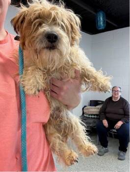 Wirehaired Terrier and Cairn Terrier Dogs Available for Adoption in Thompson Falls, Montana - George | PetCurious